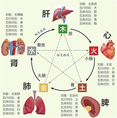 内脏五行|中医给五脏划分了五行属性，十分精准，古人是如何做。